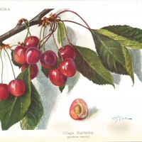 Tavola della ciliegina zuccherina pubblicata su “Italia agricola” del 1922. 