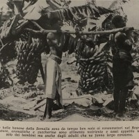 Banane somale. Le belle banane somale sono da tempo ben note ai consumatori nel regno. Mature, aromatiche, zuccherine sono alimento nutriente e assai appetito non solo dai bambini ma anche dagli adulti che ne fanno largo consumo, foto in «L’Illustrazione italiana», n. 44, novembre 1939.