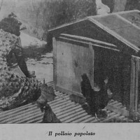 Ufficio propaganda Pnf, L’allevamento della gallina da uova in città, ca 1940. 