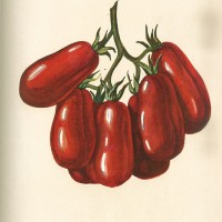 Tavola del pomodoro San Marzano pubblicata su “Italia agricola” del 1929 (speciale Orticoltura). 
