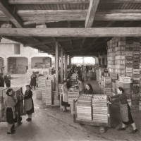 Donne al lavoro nella cernita e nel confezionamento delle mele presso il magazzino ortofrutticolo Garagnani. Foto senza data, risalente al secondo dopoguerra