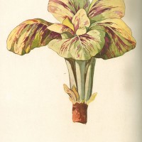 Tavola del radicchio rosso di Castelfranco pubblicata su “Italia agricola” del 1929 (speciale Orticoltura). 