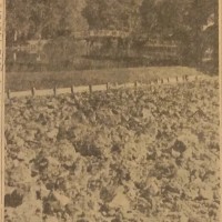 Semina del grano ai giardini, in «Il Resto del Carlino», 25 settembre 1941. 