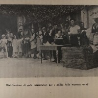 Distribuzione di galli miglioratori per i pollai delle massaie rurali, foto in Agenda della massaia rurale, Roma, 1936.