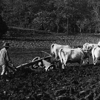 Negli anni Trenta, a Castelvetro e nella valle del Panaro, i buoi erano fondamentali per l'aratura dei terreni non destinati alla coltura della vite e degli alberi da frutto. 
Foto Archivio G. Simonini, Gruppo Mezaluna - Mario Menabue.