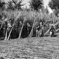 Gruppo di lavoratori agricoli intenti a mietere la canapa. Negli anni Trenta questa coltura era ancora diffusa nella provincia modenese e i maceri punteggiavano le zone rurali.
Foto Archivio G. Simonini, Gruppo Mezaluna - Mario Menabue.
