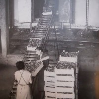 Operaie della Cooperativa frutticoltori di Massa Lombarda caricano padelle di frutta in un vagone ferroviario [1960-61]. Da: E. Guerra, Molte voci, una storia: la cooperazione ravennate negli anni '50-'70, Ravenna 2004, p. 24