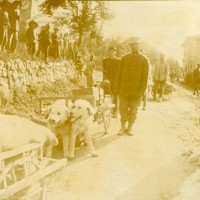 Cani che trasportano viveri in trincea, Museo Civico del Risorgimento di Bologna
