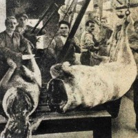 Salumificio Domenico Ferrari, Collecchio, 1920 ca., Museo del Prosciutto - Langhirano