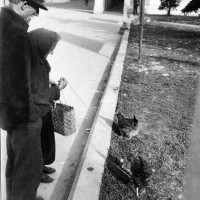 Gallina al guinzaglio a Porta Saragozza, foto in Archivio Anpi, Bologna.