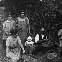 Fra le guerre mondiali la vendemmia è un momento importante per le comunità rurali del Panaro e del Samoggia: il vino integra la dieta dei contadini con calorie necessarie ad affrontare il lavoro nei campi.