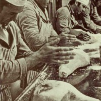 Addetti alla stagionatura dell’azienda Melchiorre Ferrari, Collecchio, 1950 ca. - Museo del Prosciutto - Langhirano
