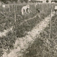 1932. Operatori al lavoro nel campo sperimentale di Sala Baganza (archivio SSICA).