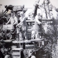 Raccolta frutta con carro semovente, anni '70. Da: A. Ravaioli, C. Casadio, Storia della cooperativa agricola braccianti di Mezzano, Imola 1977