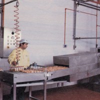 Sgusciatura delle uova meccanizzata