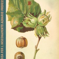 Stanislao Mercuri, Il nocciuolo, Roma, Ramo editoriale degli agricoltori, 1940. 