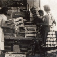 Il commercio della frutta genera un indotto considerevole. Nei primi decenni del secondo dopoguerra il reparto imballaggi della Cooplegno fornisce imballaggi ai magazzini, garantendo periodi di lavoro ai propri soci